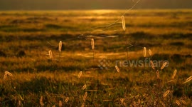 Part of a field in the light of autumn sunset with shining spiderwebs and flying beetles (in warm gold, natural, and black & white colors)