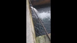 Trout fish jump