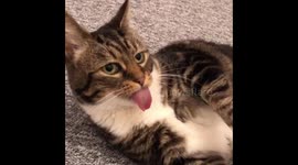 Cat got your tongue? Cat with MASSIVE tongue!