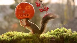 Squirrel gets in the Halloween mood after playing with spooky pumpkin in Sweden