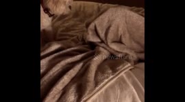 Pup under cover scaring other puppy.