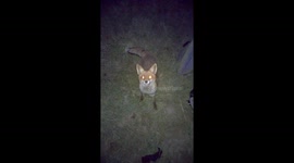 Brazen fox attempts to raid French camper's tent