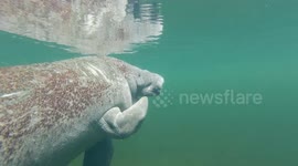 This is what it looks like when a manatee yawns underwater