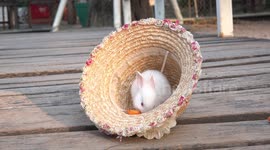 A cute white bunny rabbit enjoying a carrot, while sitting in a hat.