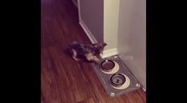Dog scared of bowl hilariously spills food over floor