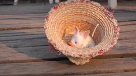 A n adorable white bunny rabbit enjoying a carrot in a hat, finally he leaves the comfort of the hat.