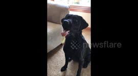 Adorable US pup can’t stop eating things he shouldn’t