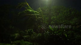 Palm Trees Thrash In Strong Wind As Super Typhoon Lekima Nears Japanese Island Of Ishigaki