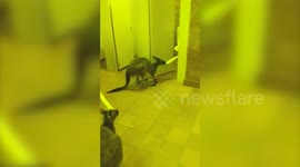 'That's not nutritious!' Astonished Brit finds two kangaroos eating toilet roll at Australian national park