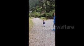 Quick-thinking mum saves son from being hit by charging ram in New Zealand