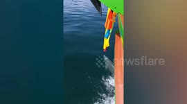 Adorable moment playful dolphin swims alongside boat in Thailand