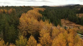 Beautiful Autumn Forest Colours - Aerial View
