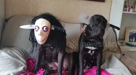 Dog dresses up as the scary Momo character for Halloween