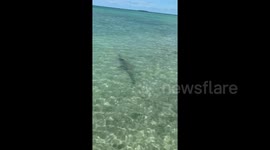 Sawfish Key West