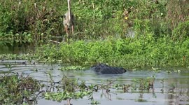Gator tries to snag a bird