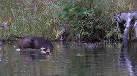 The Beaver Thief