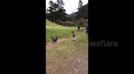 Quick-thinking mum saves son from being hit by charging ram in New Zealand
