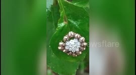 Rare footage shows ring of beetles guarding larvae as they emerge out of eggs