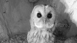 Amazingly spooky Halloween wildlife video - animals after dark!