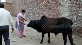 Bull gets full hospitality treatment after swallowing over £1600 of GOLD jewellery