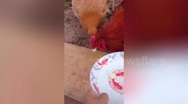 Caring hen brings food for rooster