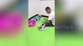 浙江金华  聪明巴哥犬和主人玩“扣碗猜球”