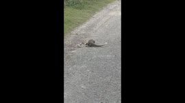 Video of a fight between snake and mongoose has been revealed in Chapra