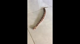 Baby Gaboon Viper slithers across kitchen tiles in Indonesia