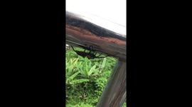 Huntsman Spider Crawls Across Hotel Balcony