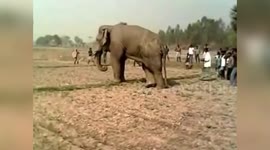 Heartstopping moment elephant charges at locals, injuring one in eastern India