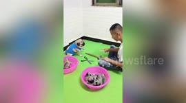 Pug plays rock, paper, scissors with owner to 'win' her babies back