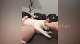 This is the hilarious moment cat reacts to her owners stinky feet
