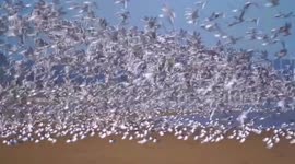 Tens of thousands of seagulls gather on Chinese wetland during autumn migration
