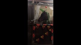 Comedic horse dresses up for Halloween