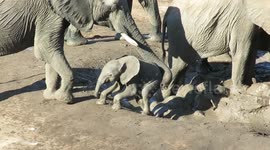 Caring mother elephant lends struggling baby a helpful trunk