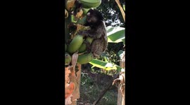 Endangered macaque spotted by banana farmer eating his crops on Brazilian plantation