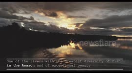 Versalles Amazon Paradise