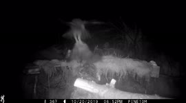 Owl swoops in to randomly hit pine marten in Scottish forest