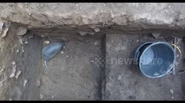 Armadillo is saved from an archeological excavation
