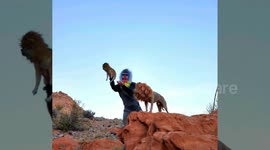 Dogs performing Lion King for Halloween