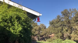 Hummingbirds in slow motion