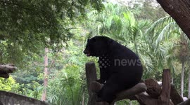 A tired black bear rests his head on a log in a tropical jungle background.