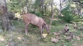 Starving deer and monkeys seen eating plastic waste left by tourists in Indian park