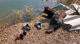 Loyal pet dog waits by the side of pond after owner fell in and drowned