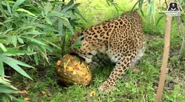 Halloween-themed treats given to leopards at sanctuary in central India