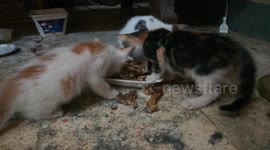 Kitties Adore Chicken Bones In Lunch