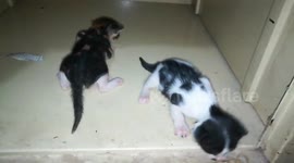 Twins Kitties Calls Out Mother After waking up
