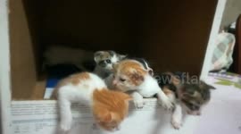 Cute Six Kitties Waits Mother Arrival