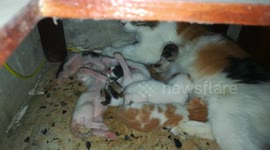 Born Kitties Breastfeeding by Caring Mother