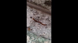 Bizarre hammerhead worm crawls across the ground in search of prey